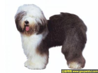 【青岛找狗】，古牧 - 忠实友善、平易近人，它是一只非常可爱的宠物狗狗，希望它早日回家，不要变成流浪狗。