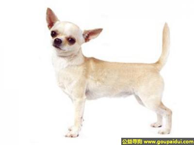 【青岛找狗】，吉娃娃狗 - 优雅、不胆怯、十分勇敢，它是一只非常可爱的宠物狗狗，希望它早日回家，不要变成流浪狗。