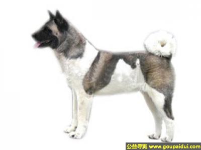 【青岛找狗】，秋田狗 - 力强壮、爱好运动，它是一只非常可爱的宠物狗狗，希望它早日回家，不要变成流浪狗。