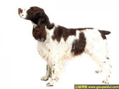 【青岛找狗】，可卡狗 - 感情丰富、行事谨慎，它是一只非常可爱的宠物狗狗，希望它早日回家，不要变成流浪狗。