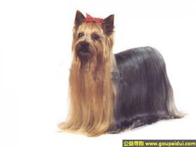 【青岛找狗】，约克夏狗 - 友善、倔强、好动，它是一只非常可爱的宠物狗狗，希望它早日回家，不要变成流浪狗。