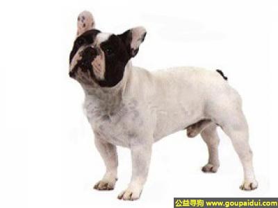 【青岛找狗】，法国斗牛狗 - 警惕、好奇而感兴趣，它是一只非常可爱的宠物狗狗，希望它早日回家，不要变成流浪狗。
