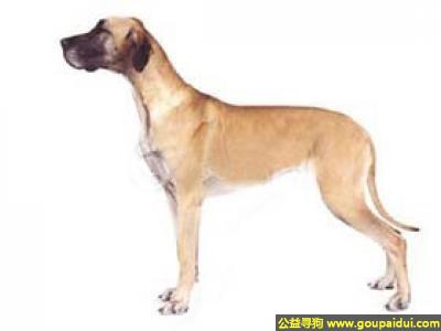 【青岛找狗】，大丹狗 - 聪明、勇敢、忠于主人，它是一只非常可爱的宠物狗狗，希望它早日回家，不要变成流浪狗。
