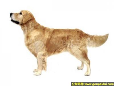 寻找金毛，金毛狗 - 爱玩、温和、贴心，它是一只非常可爱的宠物狗狗，希望它早日回家，不要变成流浪狗。