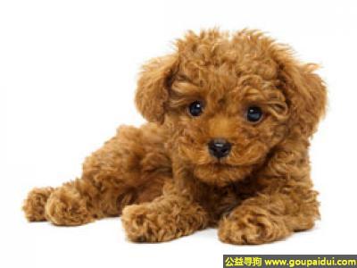 【青岛找狗】，泰迪狗 - 智商高、无体味、不掉毛，它是一只非常可爱的宠物狗狗，希望它早日回家，不要变成流浪狗。
