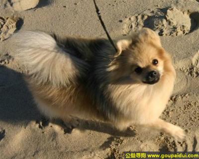 【青岛找狗】，小型德国狐狸犬 - 专注、活泼、非常忠实，它是一只非常可爱的宠物狗狗，希望它早日回家，不要变成流浪狗。