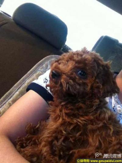 谢1万元！辽阳灯塔市海宁皮革城附近丢失爱狗，它是一只非常可爱的宠物狗狗，希望它早日回家，不要变成流浪狗。