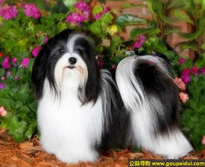 【青岛找狗】，哈瓦那犬 - 富有感情令人喜欢的犬，它是一只非常可爱的宠物狗狗，希望它早日回家，不要变成流浪狗。
