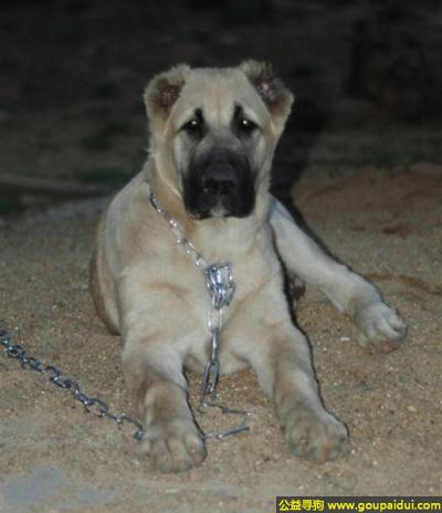 【青岛找狗】，土耳其坎高犬 - 气质冷静、可控制，它是一只非常可爱的宠物狗狗，希望它早日回家，不要变成流浪狗。
