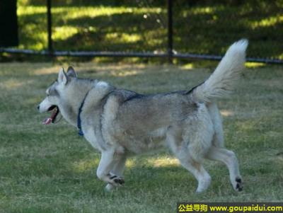 【青岛找狗】，哈士奇 - 友好、温和、机警，它是一只非常可爱的宠物狗狗，希望它早日回家，不要变成流浪狗。