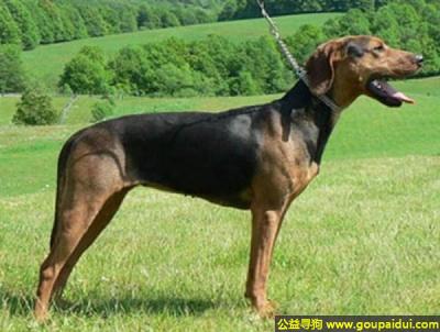 【青岛找狗】，巴尔干猎犬 - 拥有卓越的韧性，它是一只非常可爱的宠物狗狗，希望它早日回家，不要变成流浪狗。