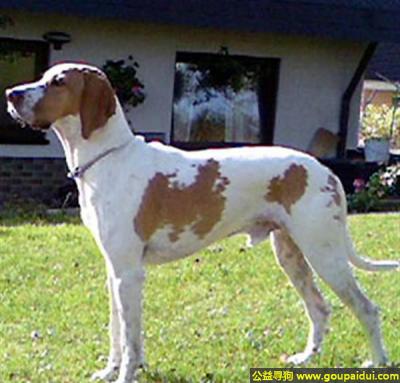 【青岛找狗】，布拉克圣热尔曼犬 - 温和、容易训练，它是一只非常可爱的宠物狗狗，希望它早日回家，不要变成流浪狗。