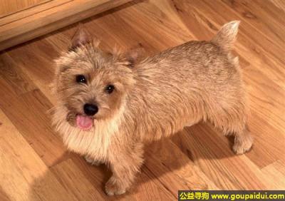 【青岛找狗】，诺里奇梗 - 活泼、忠实、易照顾，它是一只非常可爱的宠物狗狗，希望它早日回家，不要变成流浪狗。