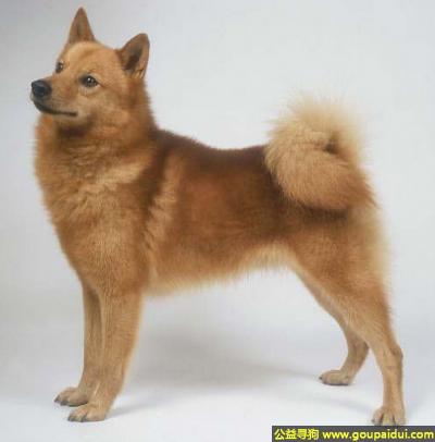 【青岛找狗】，芬兰狐狸犬 - 活跃而热心、忠诚勇敢，它是一只非常可爱的宠物狗狗，希望它早日回家，不要变成流浪狗。