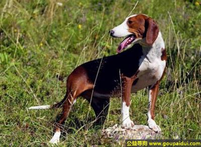 【青岛找狗】，法国三色犬 - 长时间的工作、不会攻击人，它是一只非常可爱的宠物狗狗，希望它早日回家，不要变成流浪狗。