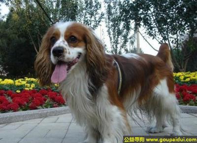 【青岛找狗】，骑士查理王猎犬 - 内向、温柔且亲切，它是一只非常可爱的宠物狗狗，希望它早日回家，不要变成流浪狗。