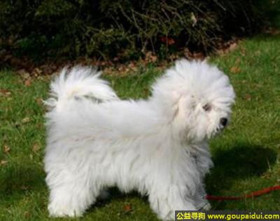【青岛找狗】，博洛尼亚犬 - 是活泼友善的伴侣犬，它是一只非常可爱的宠物狗狗，希望它早日回家，不要变成流浪狗。