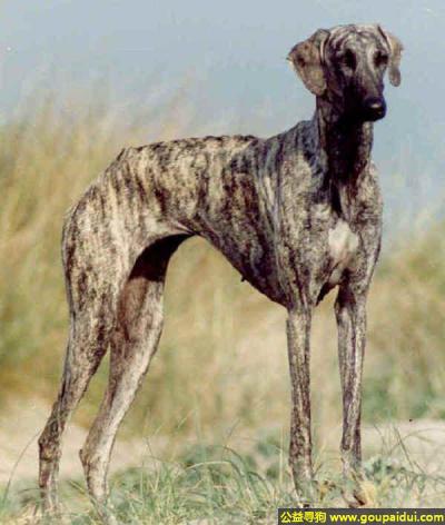 【青岛找狗】，斯卢夫猎犬 - 亲切、温柔、步态轻盈，它是一只非常可爱的宠物狗狗，希望它早日回家，不要变成流浪狗。