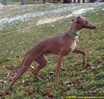 【青岛找狗】，瑞木颇灵缇犬 - 强壮活跃、勇敢忠诚，它是一只非常可爱的宠物狗狗，希望它早日回家，不要变成流浪狗。