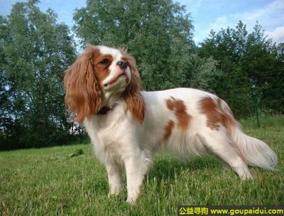 【青岛找狗】，英国玩具猎鹬犬 - 充满感情、服从，它是一只非常可爱的宠物狗狗，希望它早日回家，不要变成流浪狗。