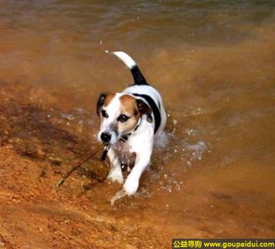 【青岛找狗】，杰克罗素梗 - 活泼、具有良好的协调性，它是一只非常可爱的宠物狗狗，希望它早日回家，不要变成流浪狗。