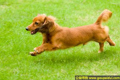 【青岛找狗】，长毛腊肠犬 - 自信、非常和谐、聪明，它是一只非常可爱的宠物狗狗，希望它早日回家，不要变成流浪狗。
