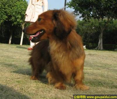 【青岛找狗】，腊肠狗 - 生性活泼、充满活力，它是一只非常可爱的宠物狗狗，希望它早日回家，不要变成流浪狗。