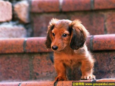 【青岛找狗】，德国腊肠犬 - 勇敢、果断、机敏，它是一只非常可爱的宠物狗狗，希望它早日回家，不要变成流浪狗。