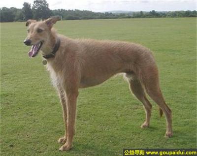 【青岛找狗】，勒车犬 - 天生具有追猎本能，它是一只非常可爱的宠物狗狗，希望它早日回家，不要变成流浪狗。