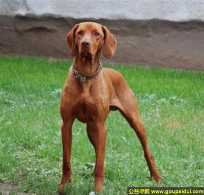 【青岛找狗】，维兹拉犬 - 自然的猎犬，有良好的嗅觉，它是一只非常可爱的宠物狗狗，希望它早日回家，不要变成流浪狗。