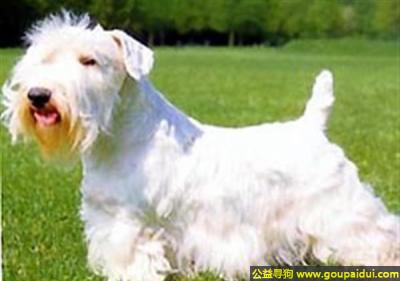 【青岛找狗】，西里汉梗 - 敏捷、勇气、决断立即，它是一只非常可爱的宠物狗狗，希望它早日回家，不要变成流浪狗。