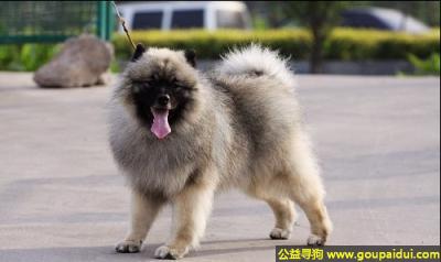 【青岛找狗】，凯斯犬 - 面带机警和聪慧的表情，它是一只非常可爱的宠物狗狗，希望它早日回家，不要变成流浪狗。
