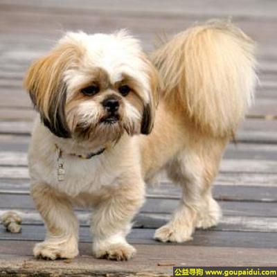 找狗，拉萨犬 - 高傲沉着、聪明听话、长命，它是一只非常可爱的宠物狗狗，希望它早日回家，不要变成流浪狗。