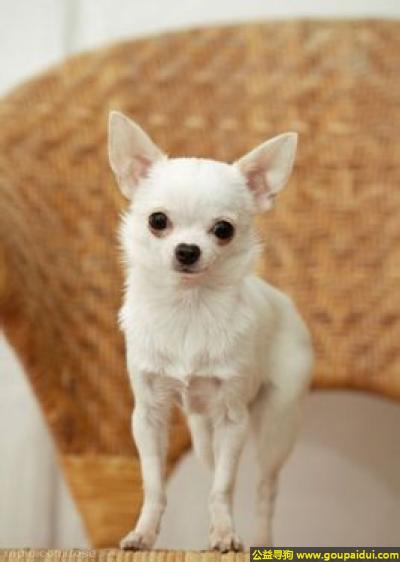 寻狗，吉娃娃 - 有坚韧的意志，聪明且极其忠诚，它是一只非常可爱的宠物狗狗，希望它早日回家，不要变成流浪狗。