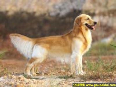 【青岛找狗】，金毛寻回猎犬 - 有很强的游泳能力，它是一只非常可爱的宠物狗狗，希望它早日回家，不要变成流浪狗。