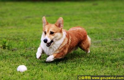 【青岛找狗】，威尔士柯基犬 - 勇敢大胆、性格温和，它是一只非常可爱的宠物狗狗，希望它早日回家，不要变成流浪狗。