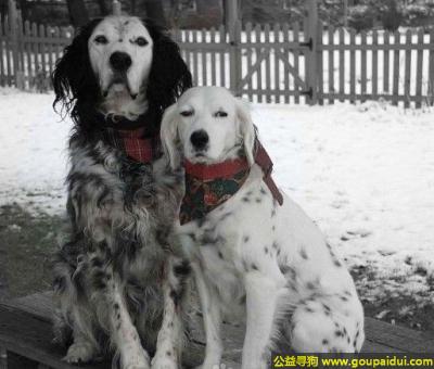 【青岛找狗】，英国蹲猎犬 - 文雅、稳固而匀称，它是一只非常可爱的宠物狗狗，希望它早日回家，不要变成流浪狗。