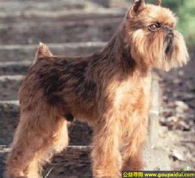 【青岛找狗】，布鲁塞尔粗毛猎犬 - 聪明、警惕、强壮，它是一只非常可爱的宠物狗狗，希望它早日回家，不要变成流浪狗。