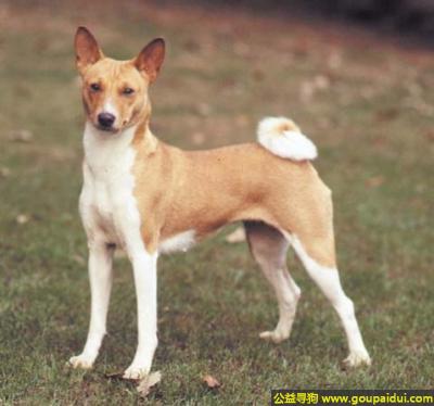 【青岛找狗】，巴仙吉犬 - 活泼调皮、争强好胜、精神抖擞，它是一只非常可爱的宠物狗狗，希望它早日回家，不要变成流浪狗。