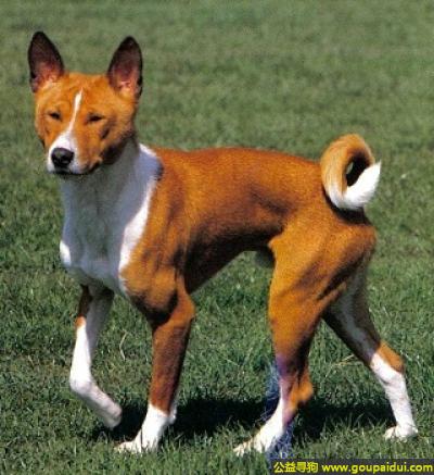 寻狗，贝生吉犬 - 聪明、速度、打猎能力强，它是一只非常可爱的宠物狗狗，希望它早日回家，不要变成流浪狗。