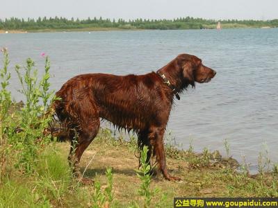 【青岛找狗】，戈登雪达犬 - 精力旺盛、富有情感，它是一只非常可爱的宠物狗狗，希望它早日回家，不要变成流浪狗。