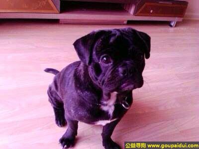 丢失斗牛犬，尔滨依兰县丢失黑色斗牛犬，它是一只非常可爱的宠物狗狗，希望它早日回家，不要变成流浪狗。