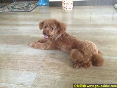 宜昌寻狗启示，北宜昌夷陵大道招商银行附近丢失泰迪公狗，它是一只非常可爱的宠物狗狗，希望它早日回家，不要变成流浪狗。