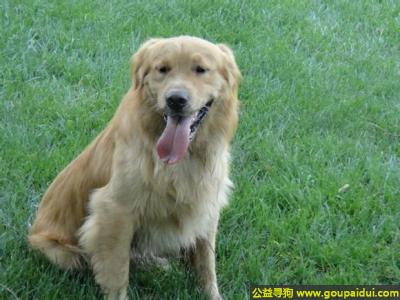 捡到金毛，南郑州上街区北市场附近丢失金毛，它是一只非常可爱的宠物狗狗，希望它早日回家，不要变成流浪狗。