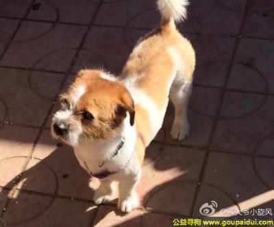 【北京找狗】，京市昌平区沙河镇沙河水库附近丢失名叫求求黄白相间的小公狗，它是一只非常可爱的宠物狗狗，希望它早日回家，不要变成流浪狗。