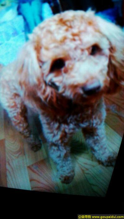 温州寻狗启示，江温州苍南县宜山镇丢失一只名叫莫莫的短毛贵宾母狗，它是一只非常可爱的宠物狗狗，希望它早日回家，不要变成流浪狗。