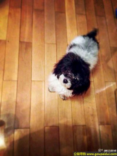 株洲找狗，南省株洲市株洲县在430附近丢失名叫奥利奥黑白色的狗，它是一只非常可爱的宠物狗狗，希望它早日回家，不要变成流浪狗。