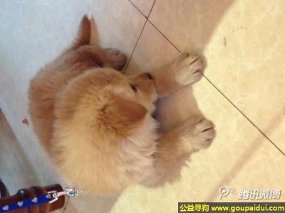 郑州找狗，州市蓝宝湾丢失爱犬，它是一只非常可爱的宠物狗狗，希望它早日回家，不要变成流浪狗。