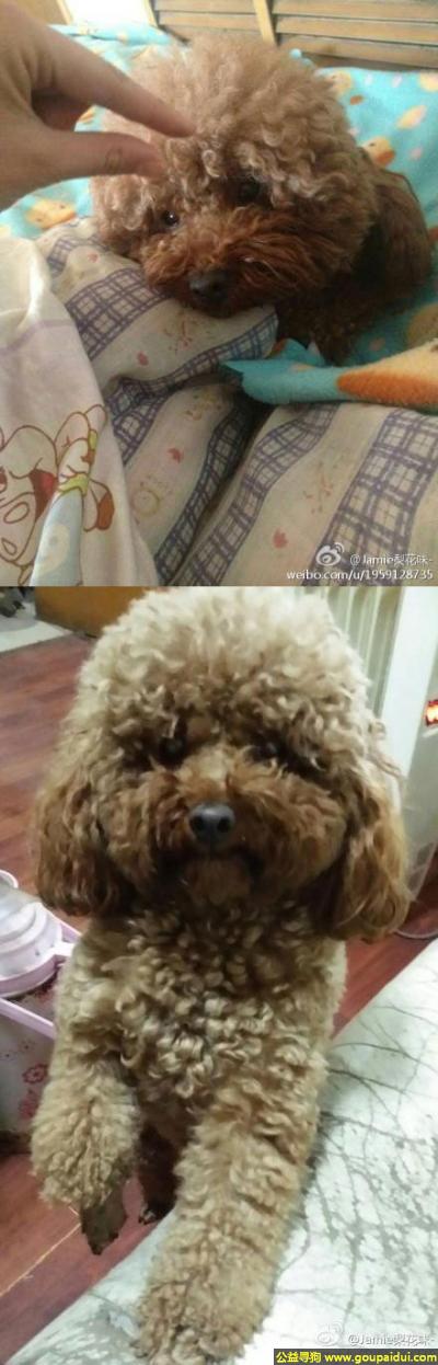 东青岛市市南区香港中路青岛中心附近丢失爱犬，它是一只非常可爱的宠物狗狗，希望它早日回家，不要变成流浪狗。