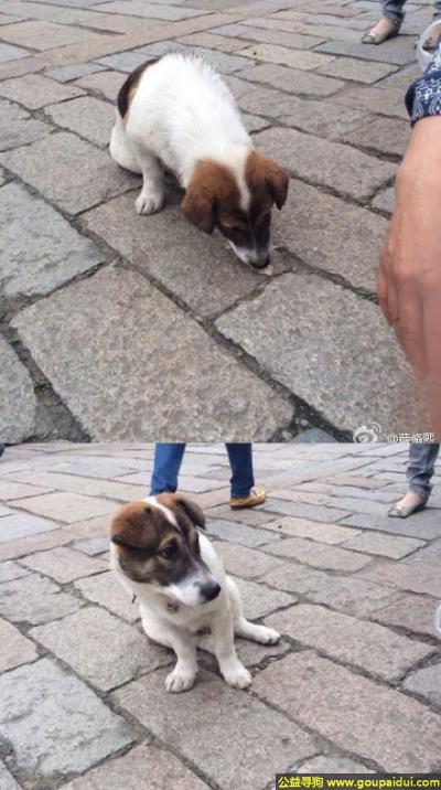 【无锡捡到狗】，苏省无锡市滨湖区惠山直街惠山先锋书店那边有只走丢的狗狗，它是一只非常可爱的宠物狗狗，希望它早日回家，不要变成流浪狗。
